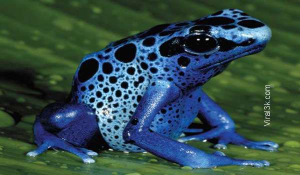 http://viral3k.com/wp-content/uploads/2015/12/httpwww.top5stories.comwp-contentuploads201409Amazing-Animals-of-the-Rainforest-Poison-Blue-dart-frog.jpg