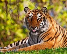 animals