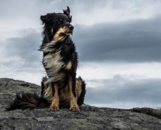 dogs