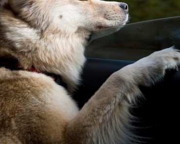 dogs