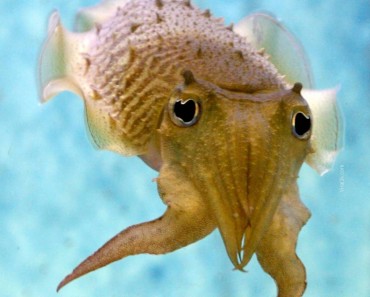 animal