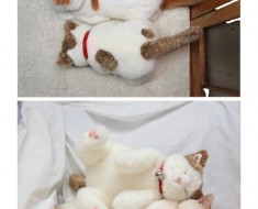 pets