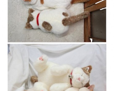 pets