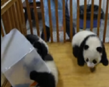 video, animal