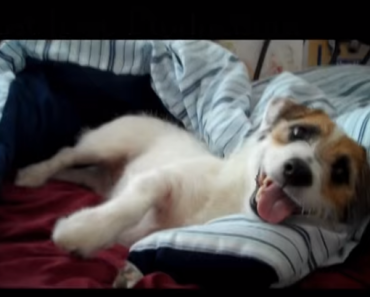 Unbelievable Dog Tricks