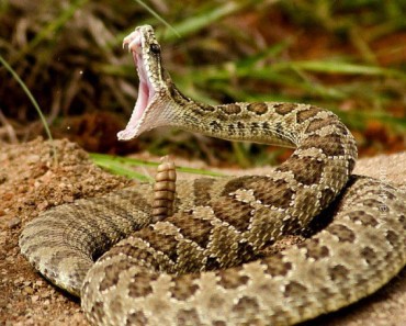 snake